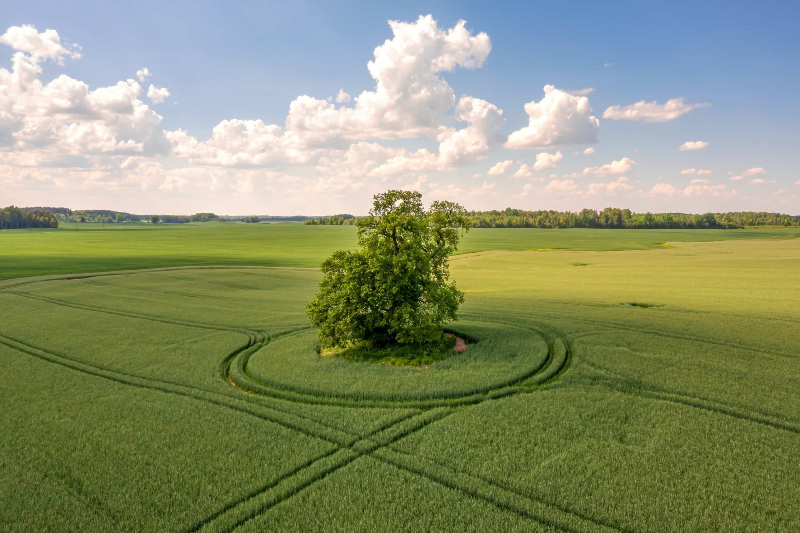Boom in het midden van een groot veld omgeven door gras met gemaaide patronen erin