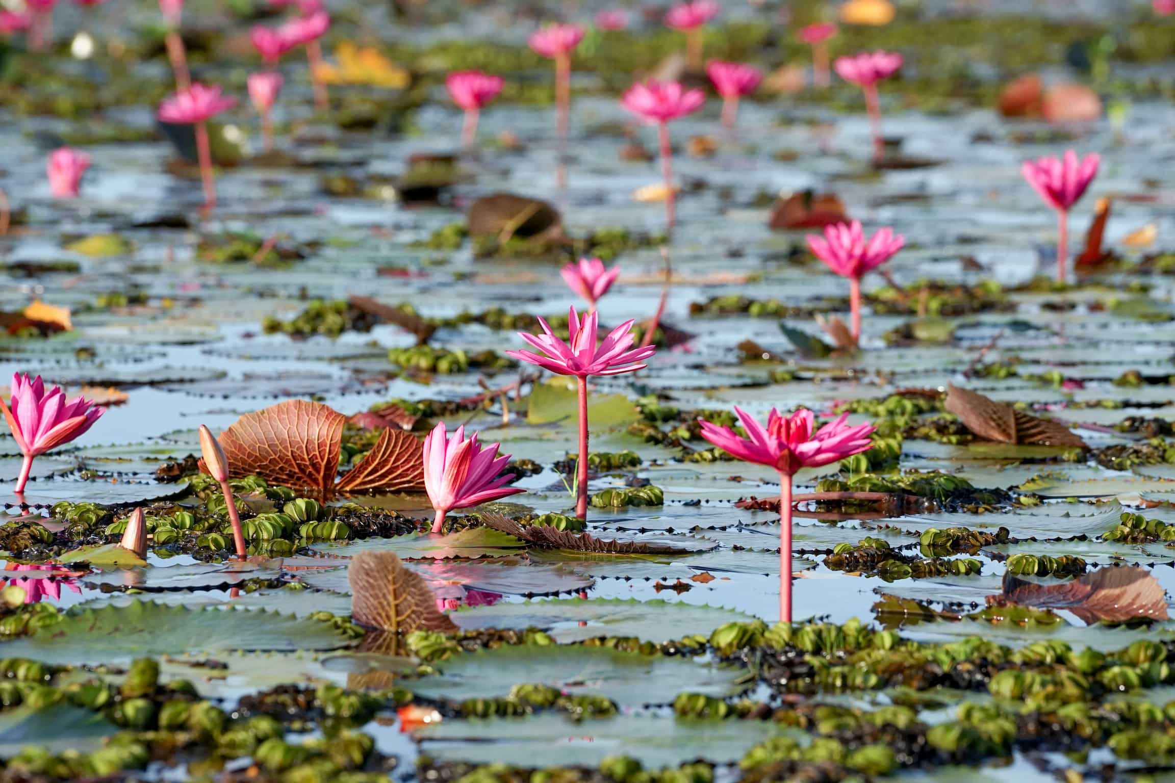 Focus ligt op een aantal lila lotusbloemen in een veld vol lotussen