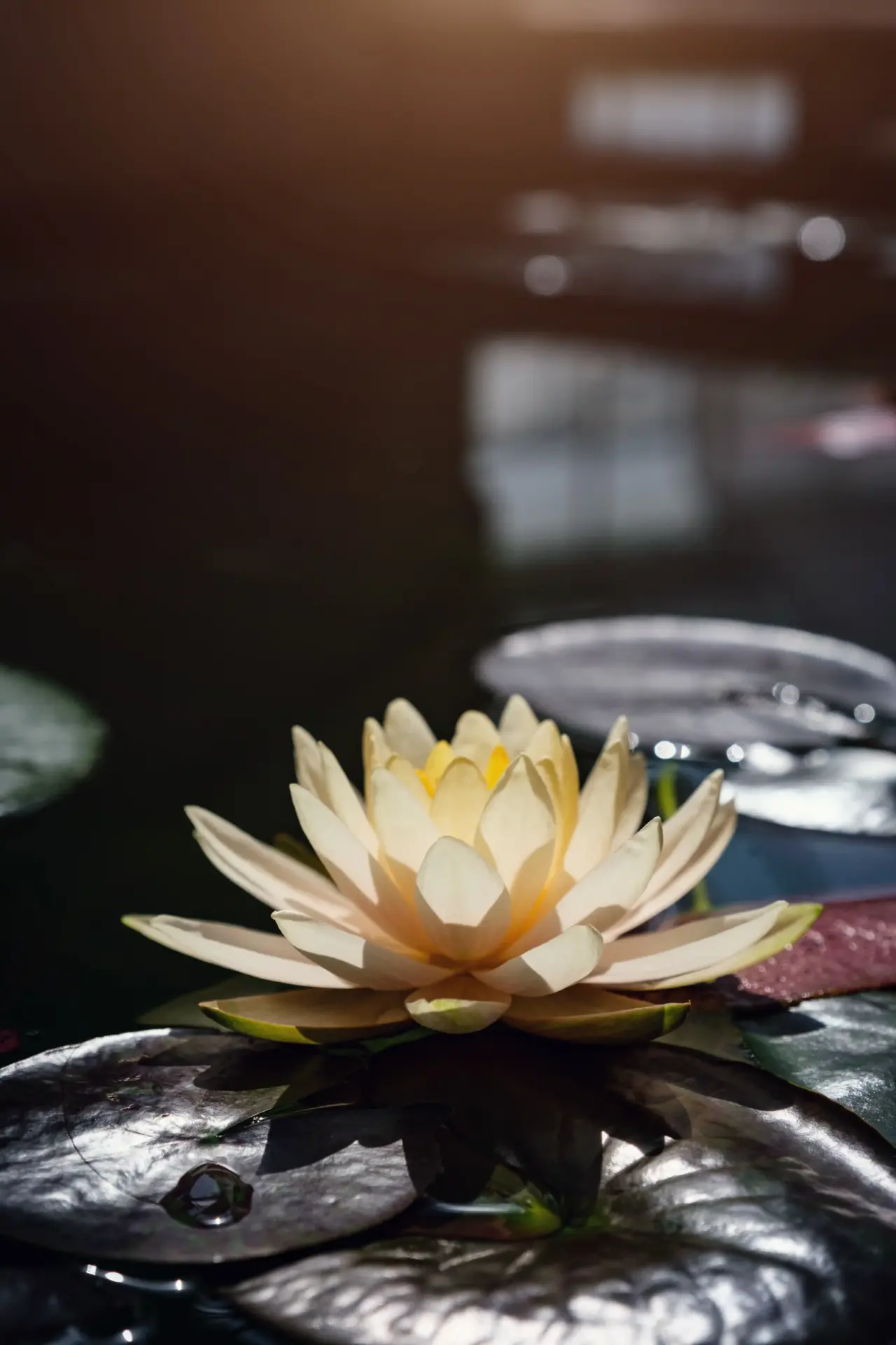 Pastelgele lotusbloem op water