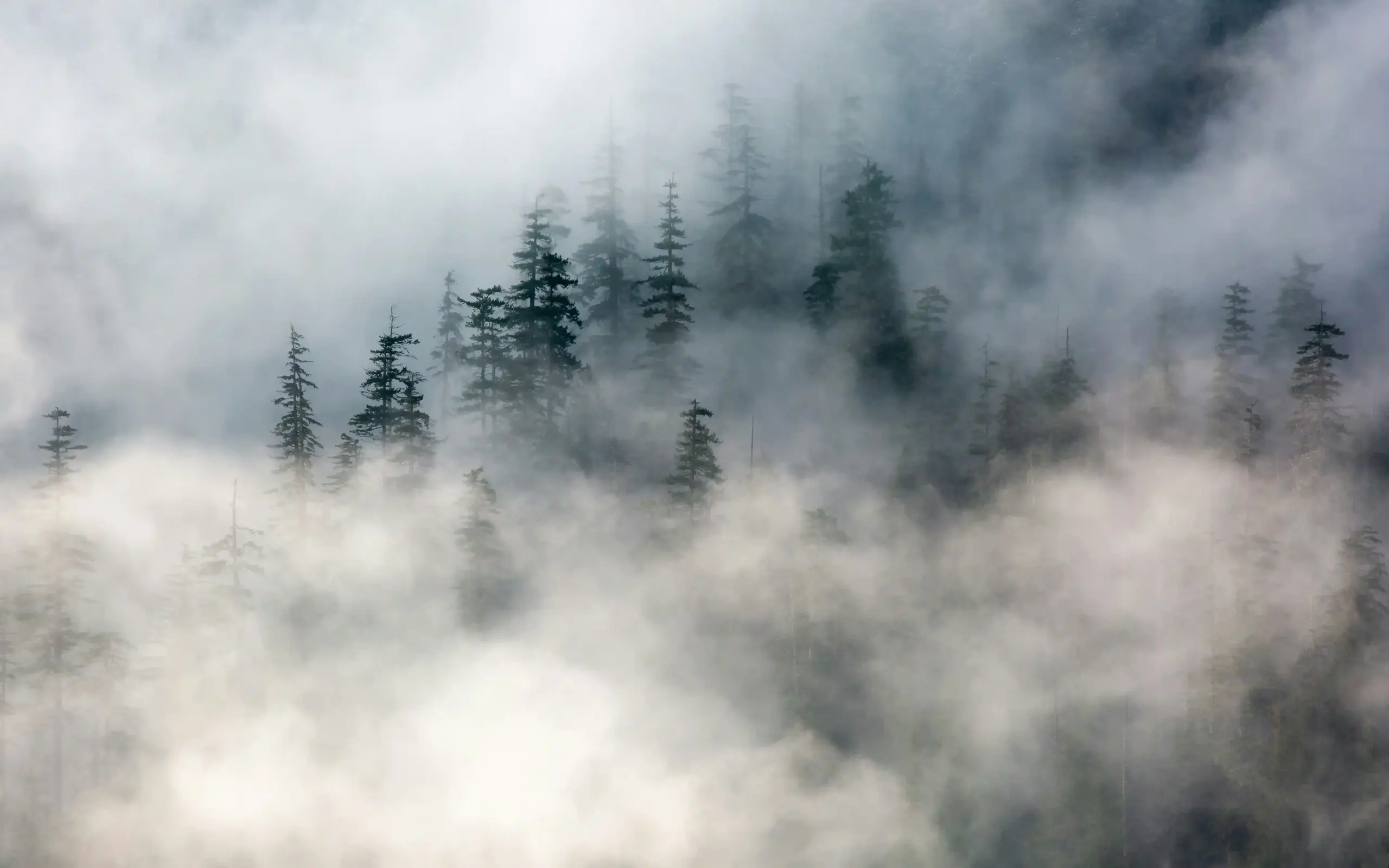 Very misty forest with high trees