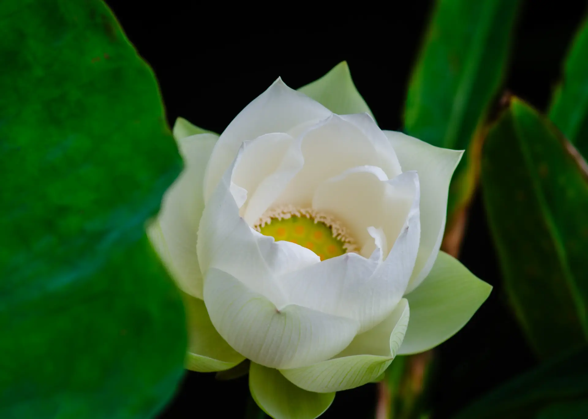 White lotus blooming