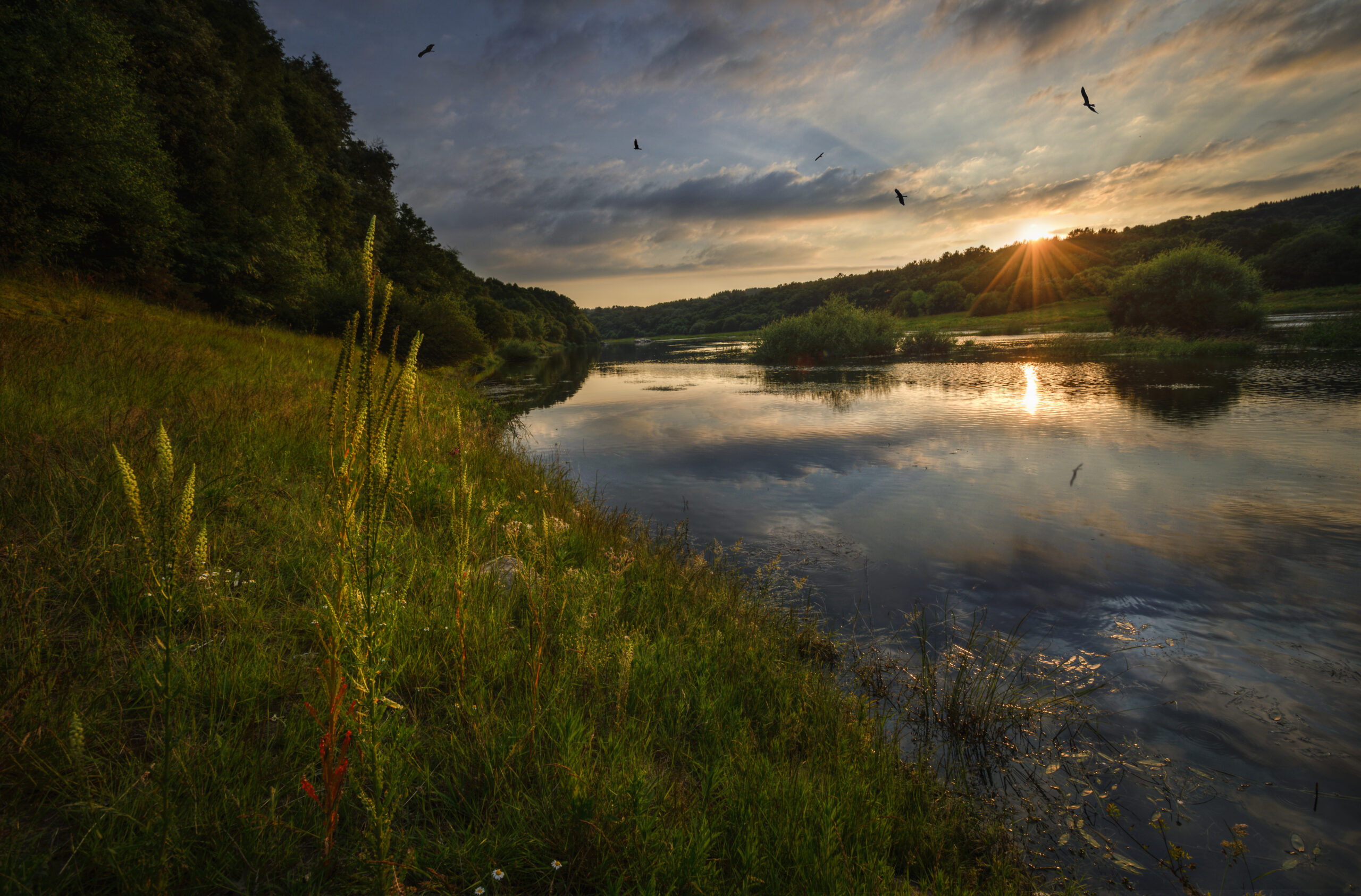 Beautiful sunset over a river, long grass and eagles flying over